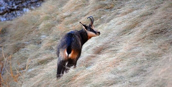 Chamois in the Southern Alps