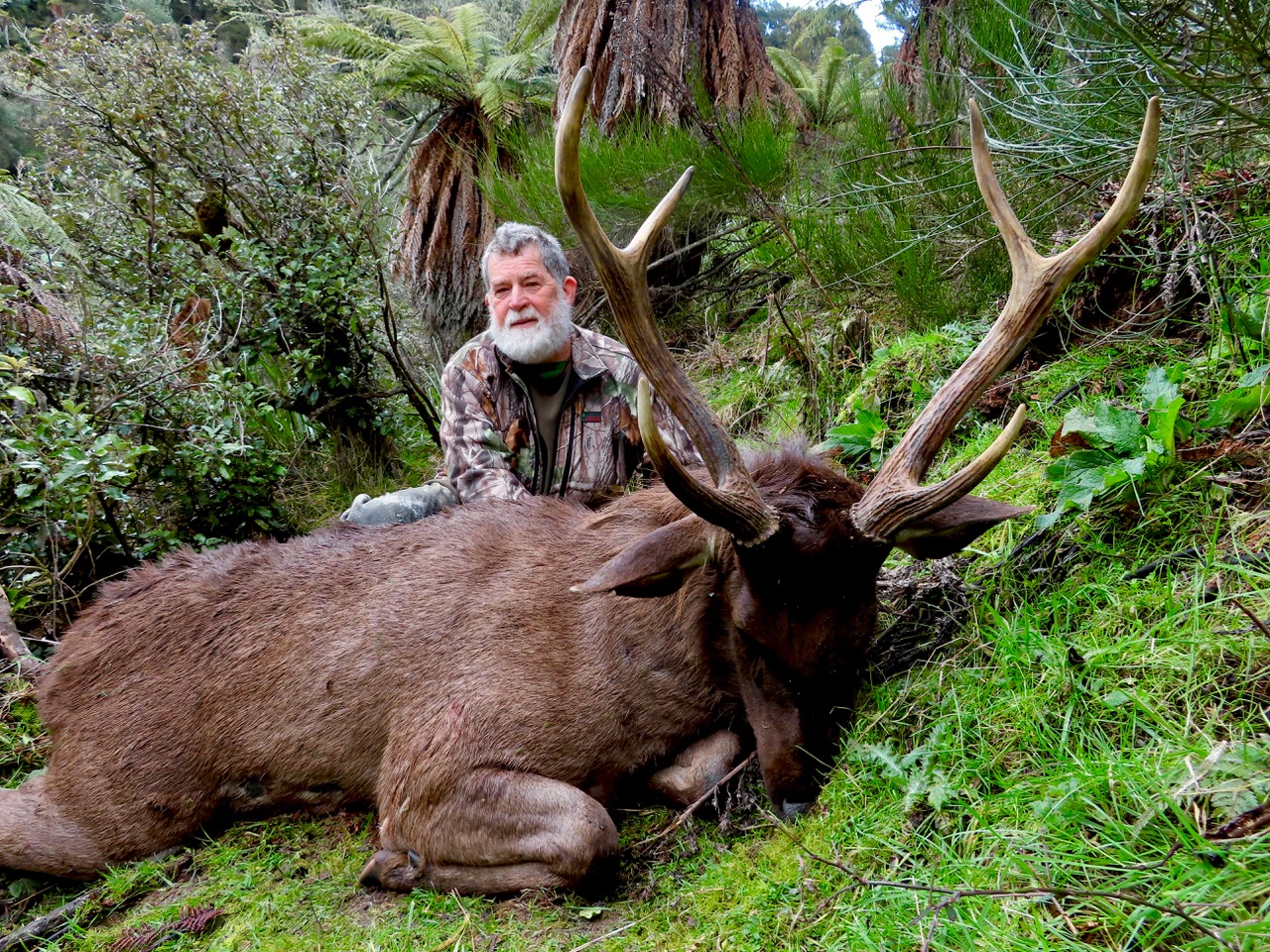 sambar-deer-new-zealand-safaris