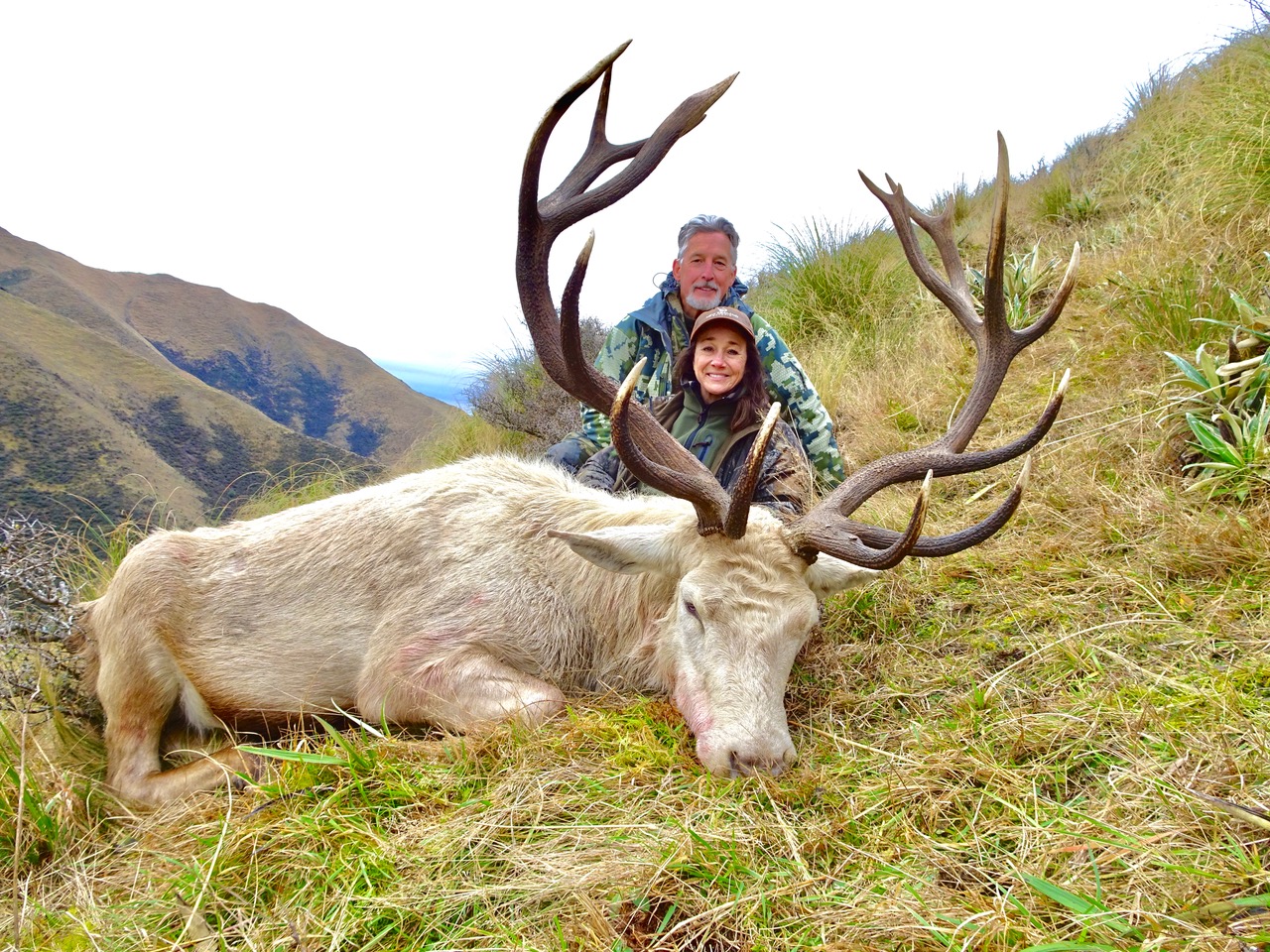 White stag in the New Zealand high country