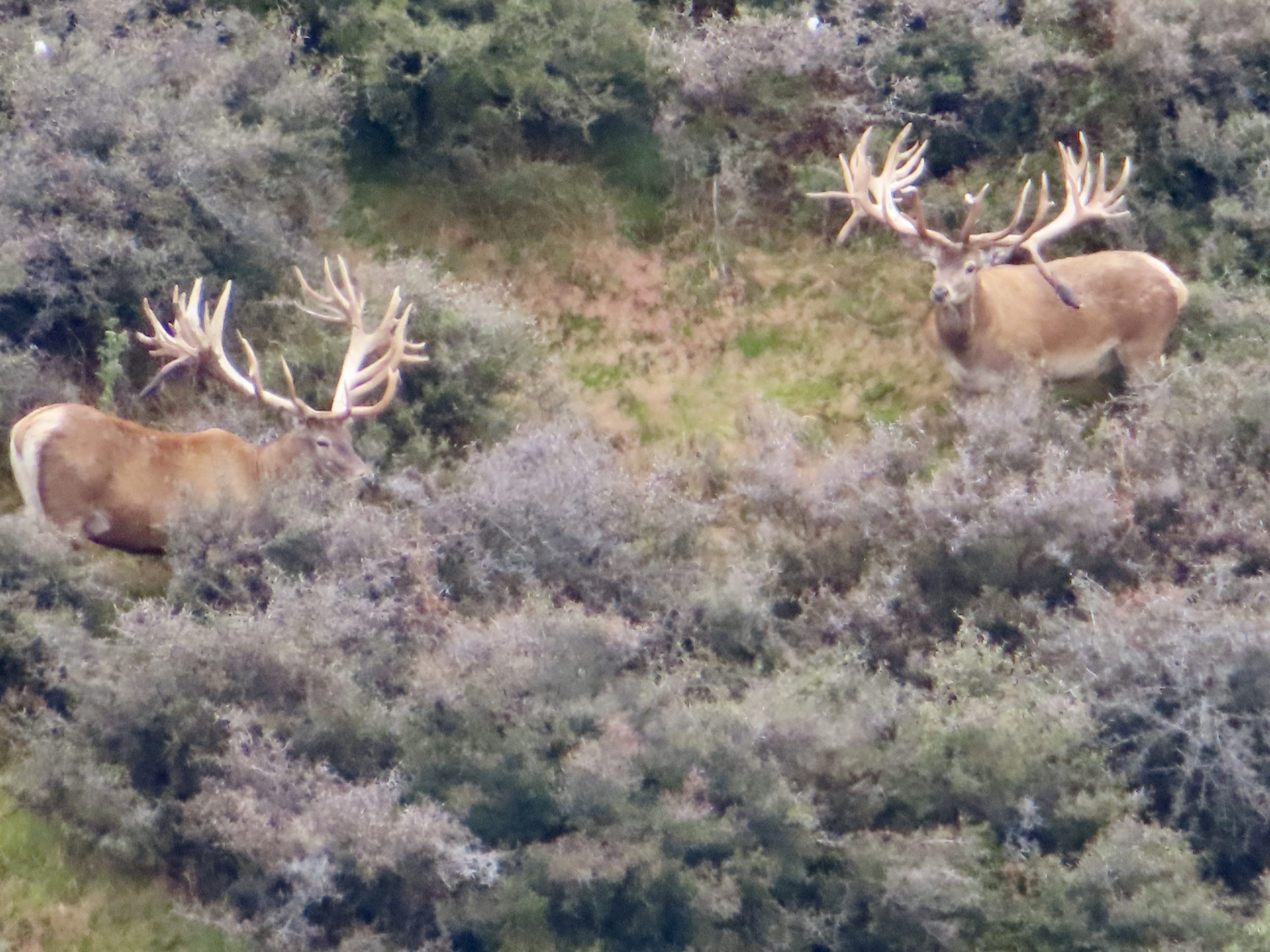 451-500 class red stag