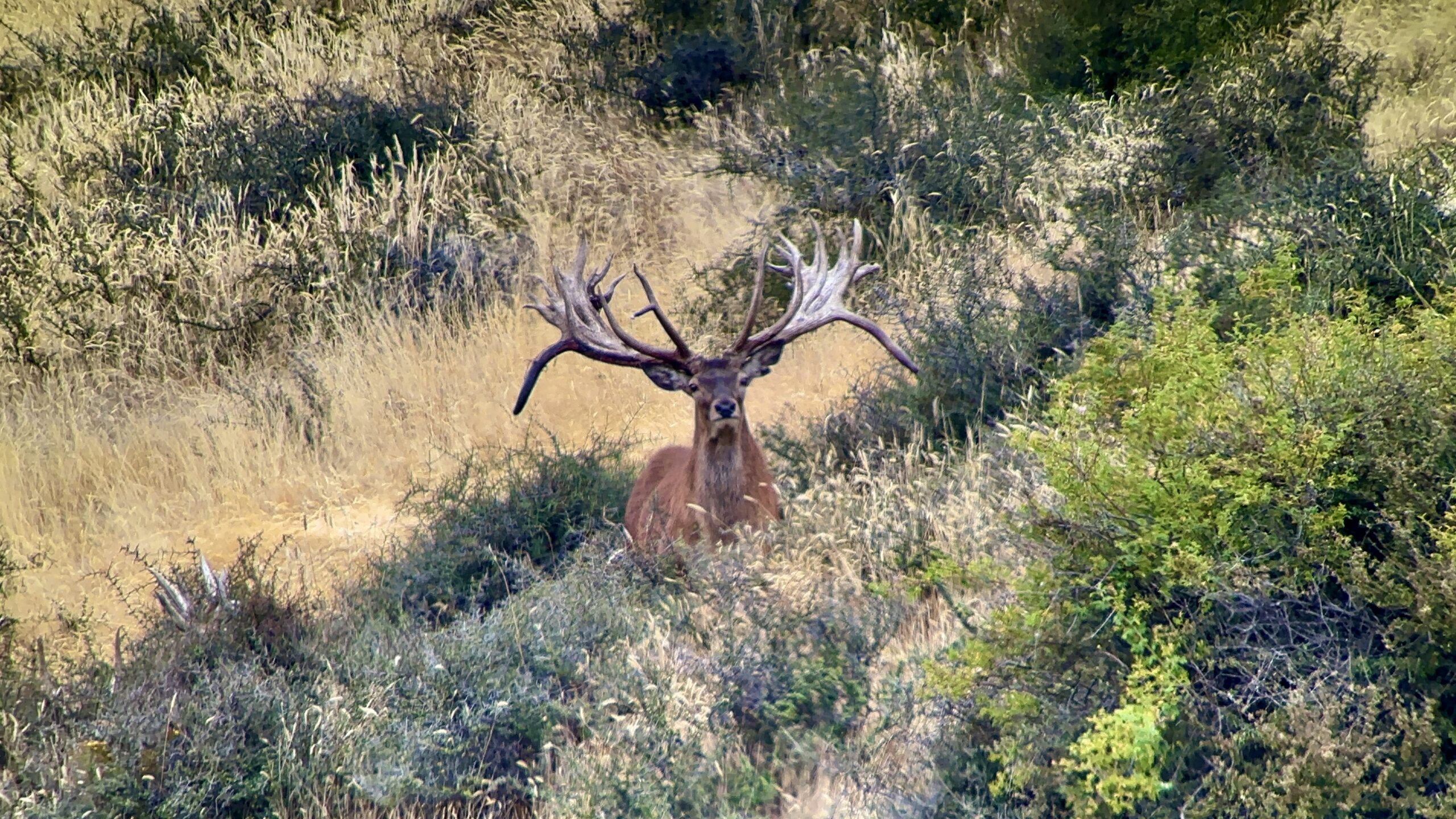 600 inch red stag trophy, New Zealand