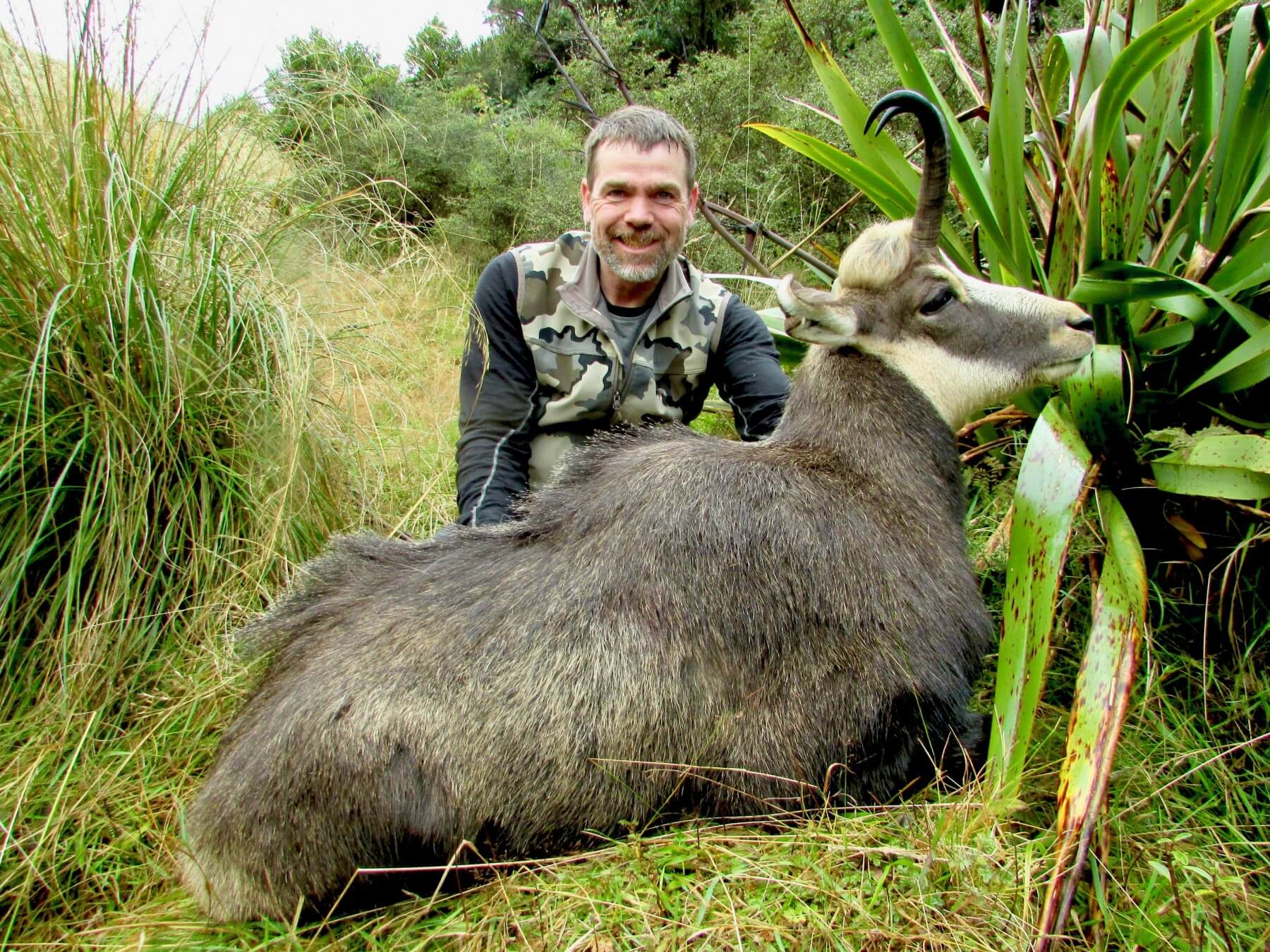 9 inch chamois buck taken on private free-range land in New Zealand
