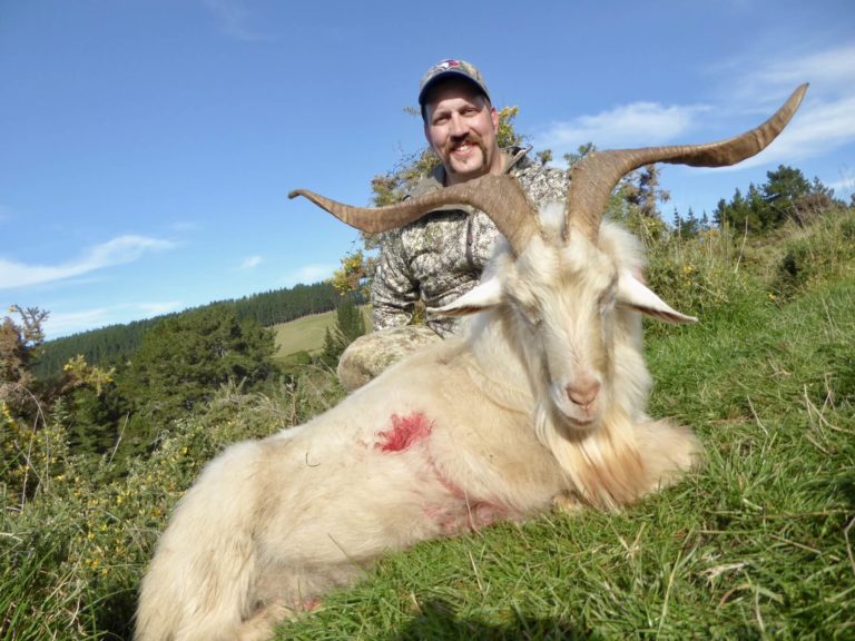 New Zealand free range alpine goat