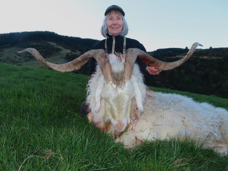 New Zealand alpine goat hunting trophy