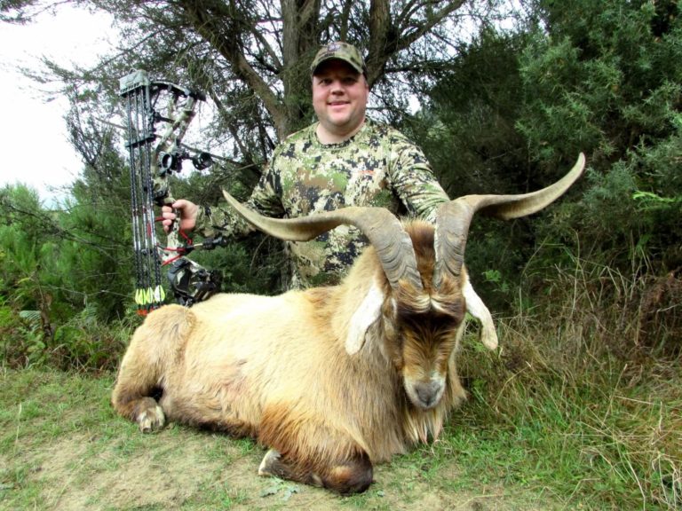 New Zealand wild alpine goat, 28 inches