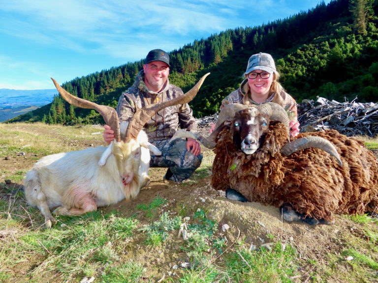New Zealand alpine goat and Arapawa ram hunting trophies