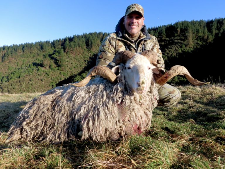 New Zealand Arapawa ram hunting trophy
