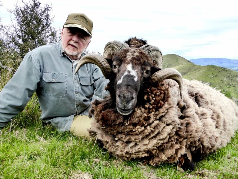 New Zealand Arapawa ram, 2 curl