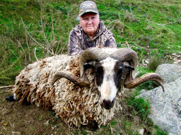 New Zealand Arapawa ram, 2 curl