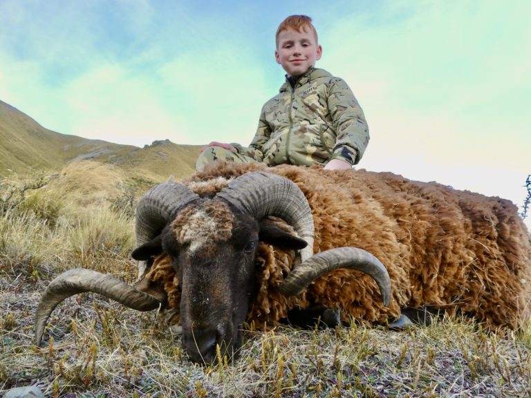 New Zealand Arapawa ram, 2 curl