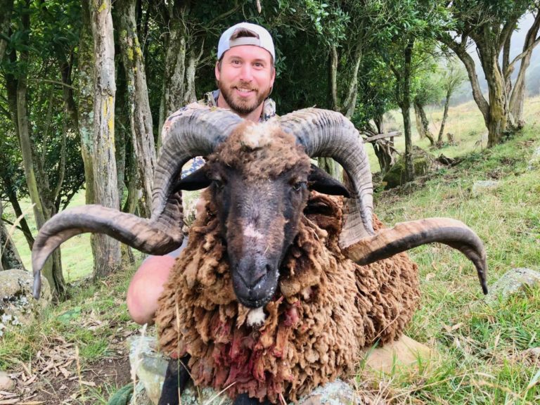New Zealand Arapawa ram, 2 1/3 curl