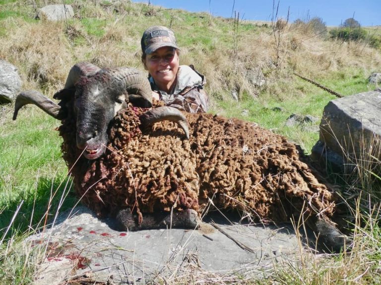 New Zealand Arapawa ram