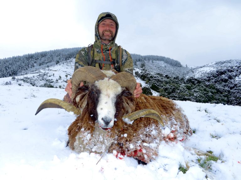 New Zealand Arapawa ram hunting trophy