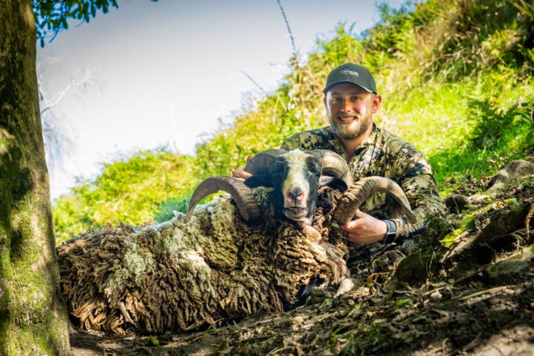 New Zealand Arapawa ram hunting trophy