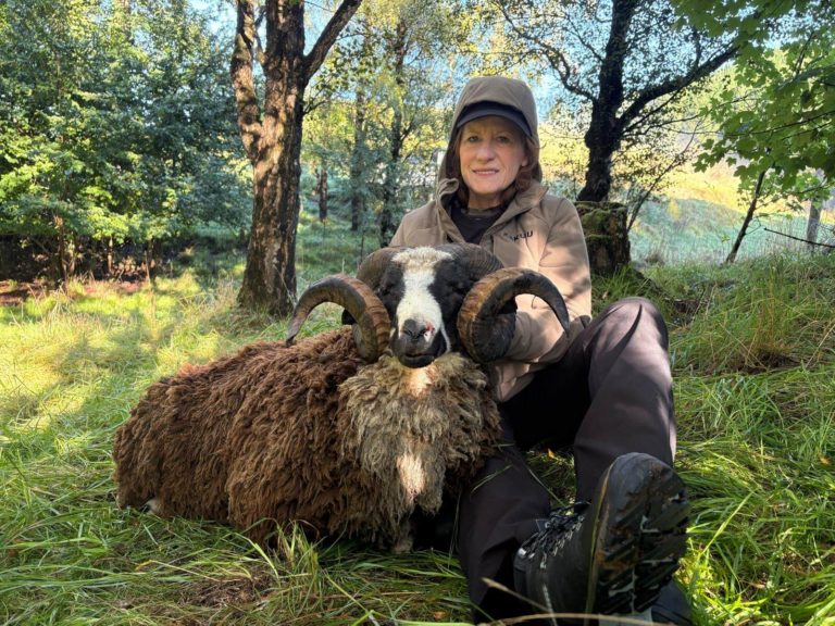 New Zealand Arapawa ram hunting trophy