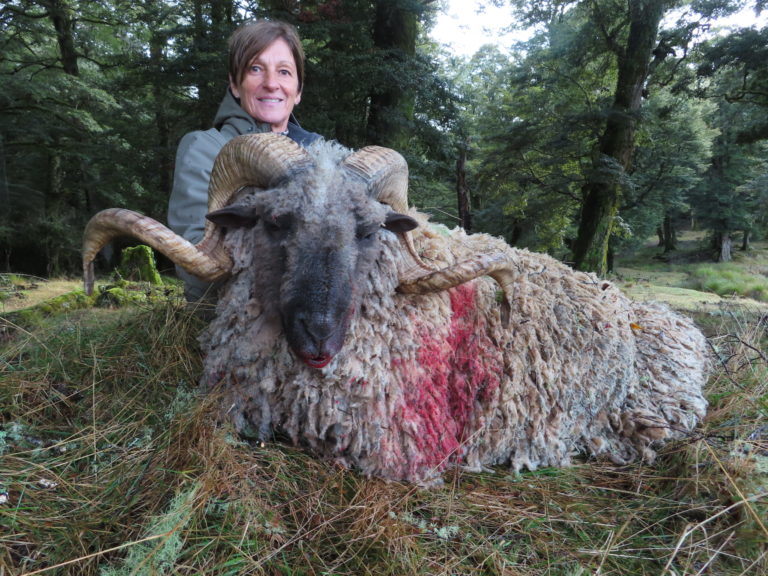 New Zealand Arapawa ram hunting trophy
