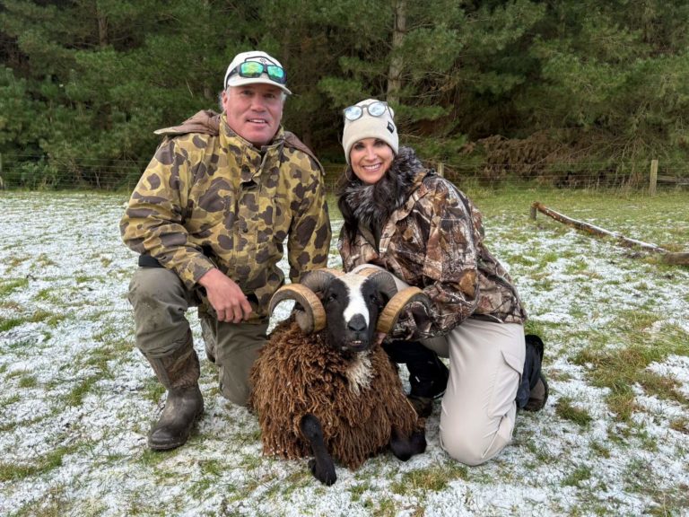 New Zealand Arapawa ram hunting trophy