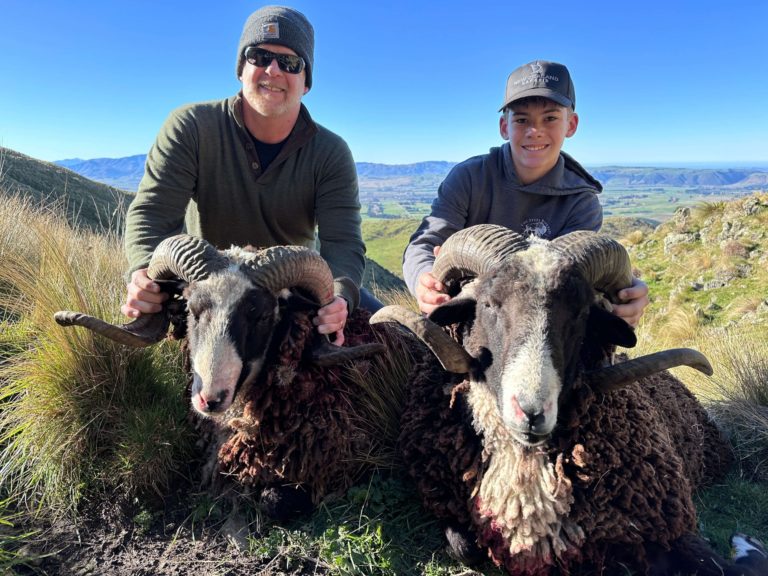 New Zealand Arapawa ram hunting trophy