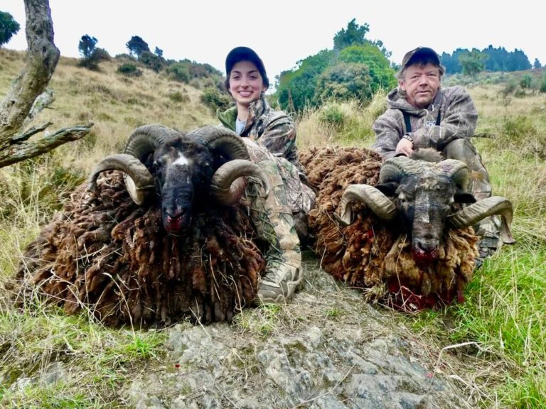 New Zealand Arapawa rams, 2 curl