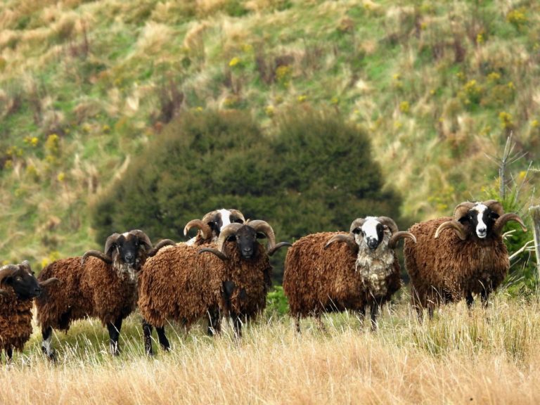 New Zealand Arapawa rams