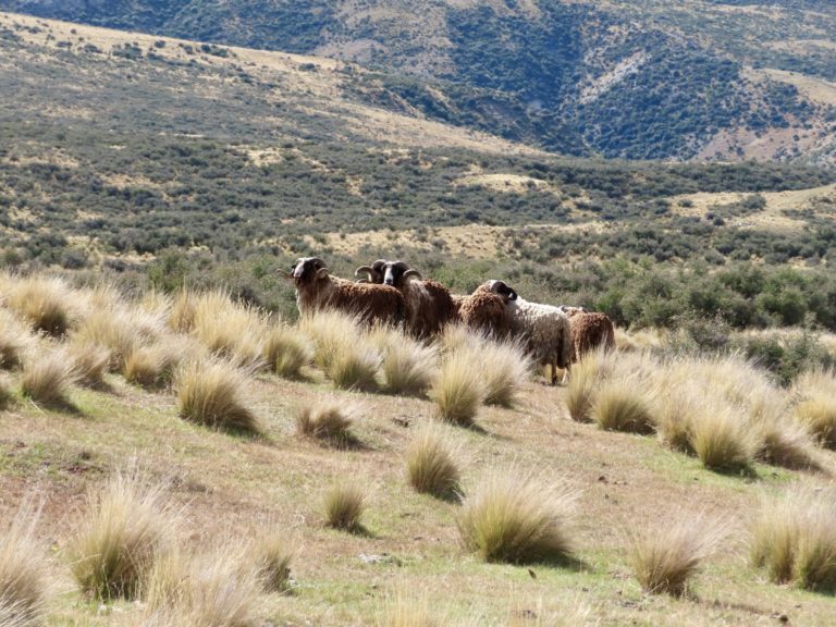 New Zealand Arapawa rams
