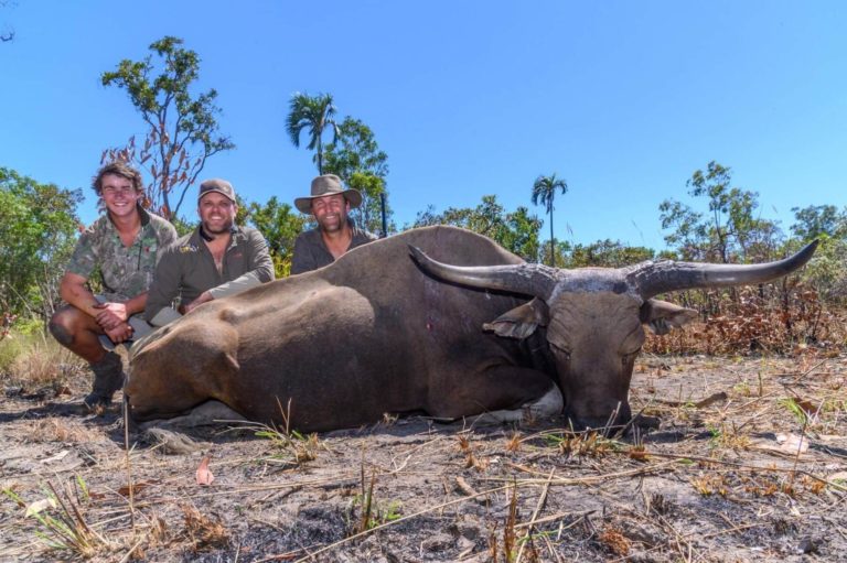 Australia trophy banteng