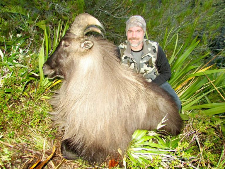 New Zealand bull tahr, 13 inches