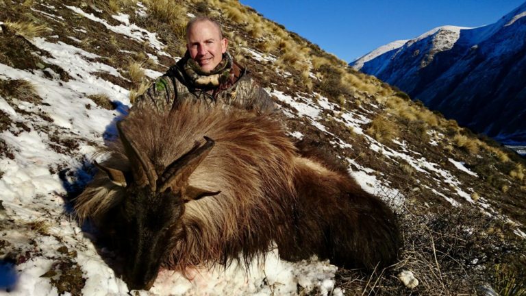 New Zealand bull tahr, 13 inch, 8 year old