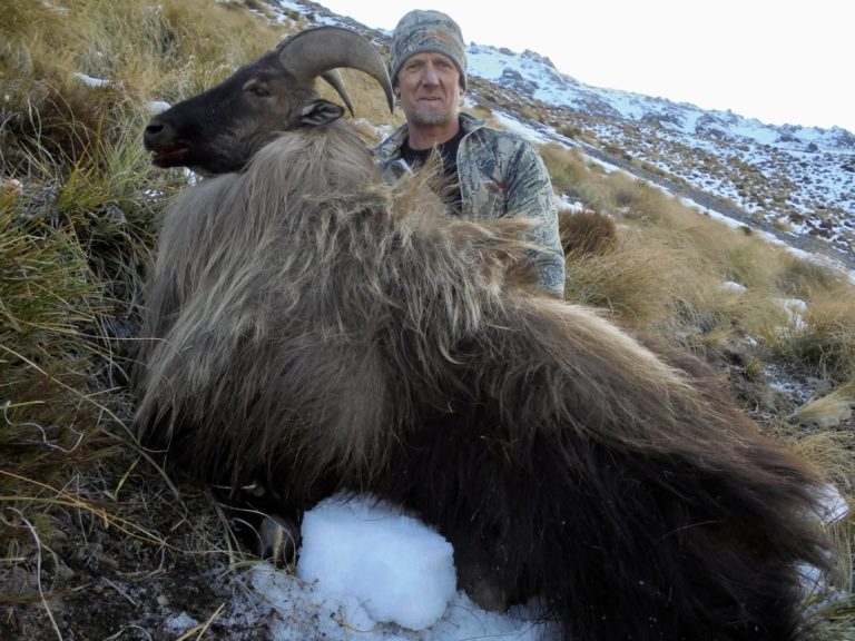 New Zealand bull tahr, 13.5 inch, 9 year old