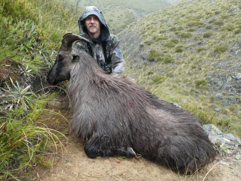 New Zealand free range bull tahr, 13.5 inches