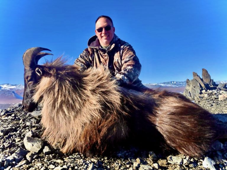 New Zealand bull tahr hunting trophy