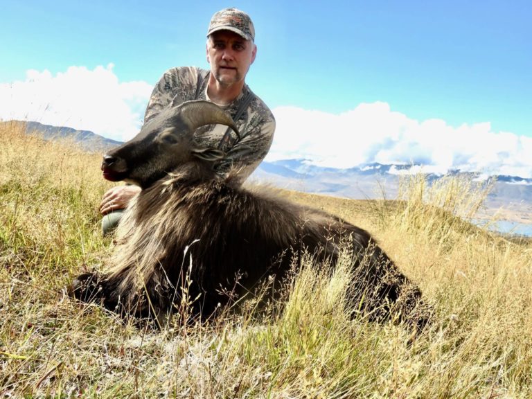 New Zealand bull tahr hunting trophy