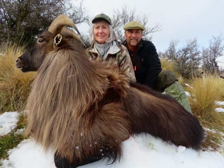 New Zealand bull tahr hunting trophy