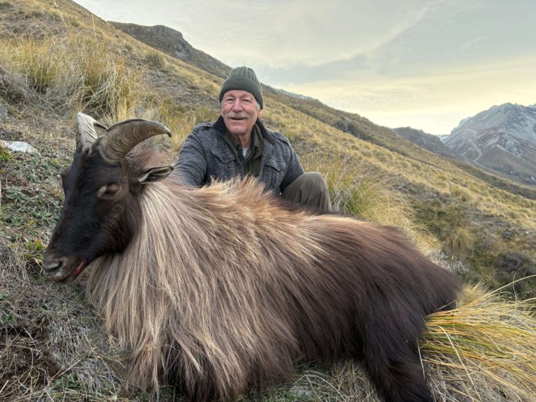 New Zealand bull tahr hunting trophy
