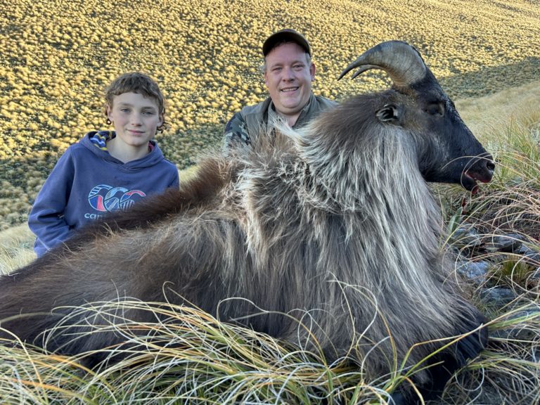 New Zealand bull tahr hunting trophy