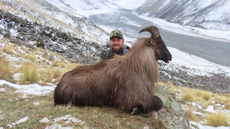 New Zealand bull tahr hunting trophy