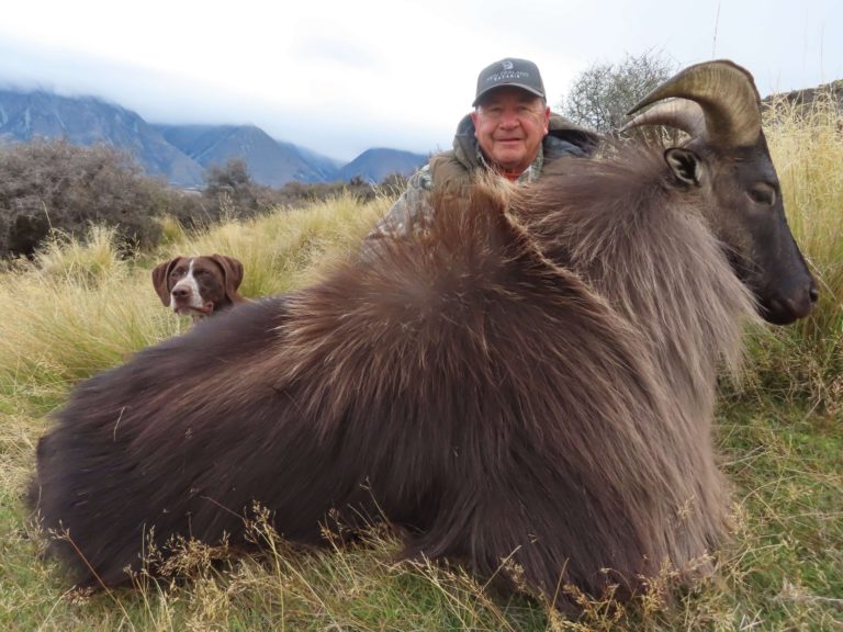 New Zealand bull tahr hunting trophy