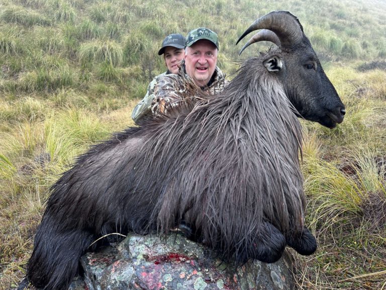 New Zealand bull tahr hunting trophy