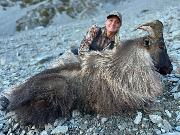 New Zealand bull tahr hunting trophy