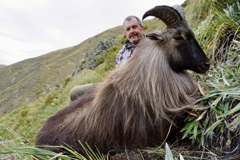 New Zealand free range bull tahr on foot