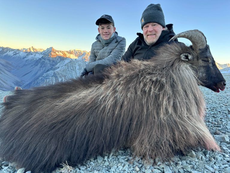 New Zealand bull tahr hunting trophy