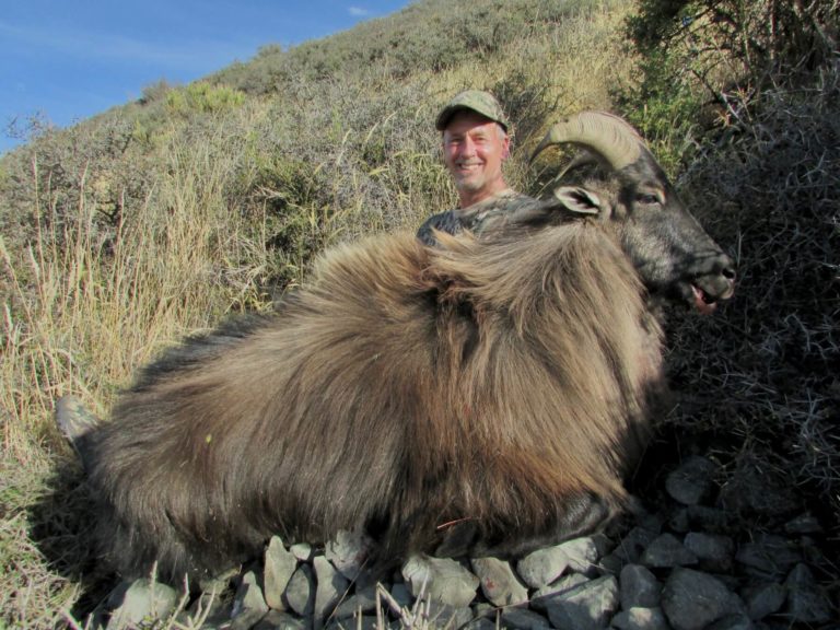New Zealand mature bull tahr
