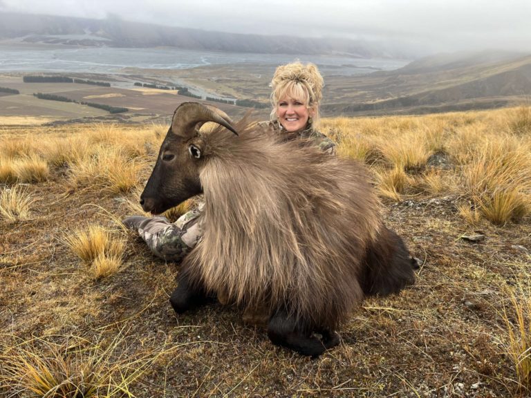 New Zealand bull tahr in the mountains