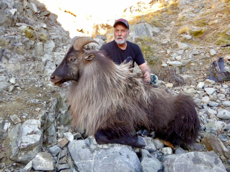 New Zealand bull tahr trophy