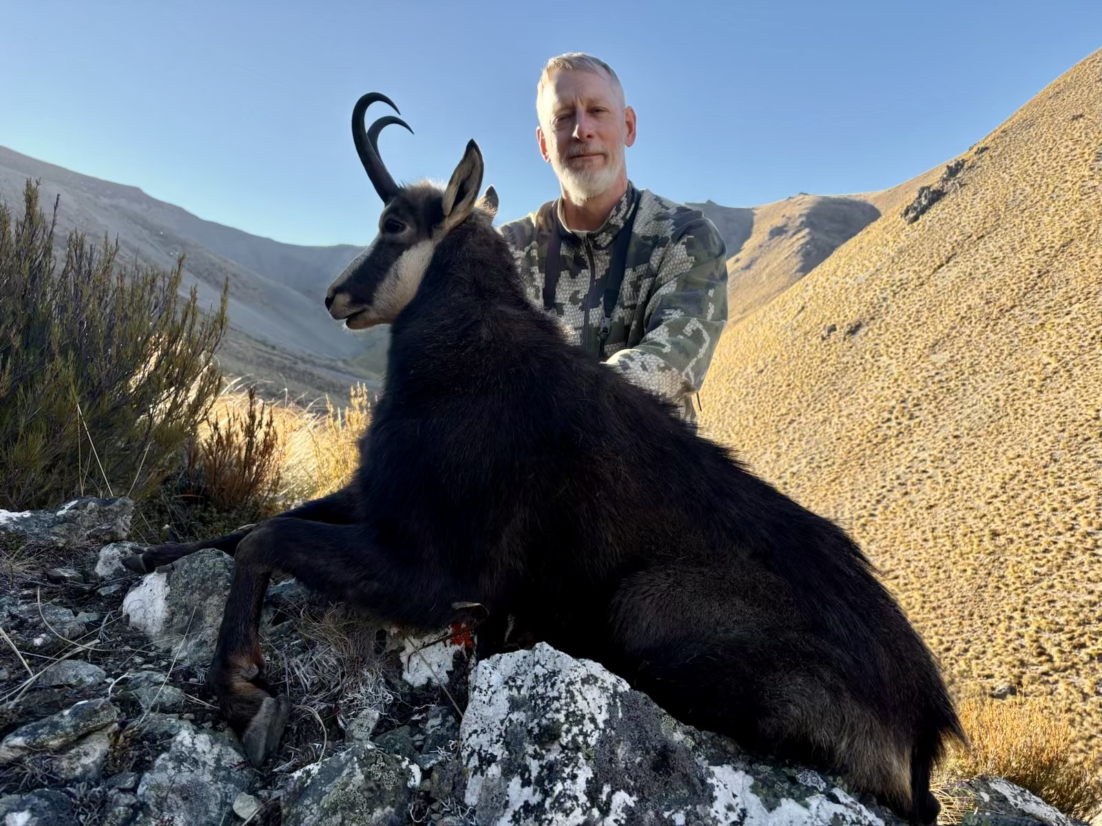 Free-range chamois buck taken in the Southern Alps, 2026 season