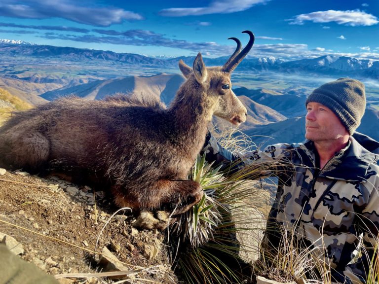 New Zealand chamois hunting trophy