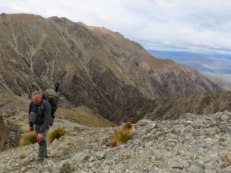 New Zealand chamois hunting trophy