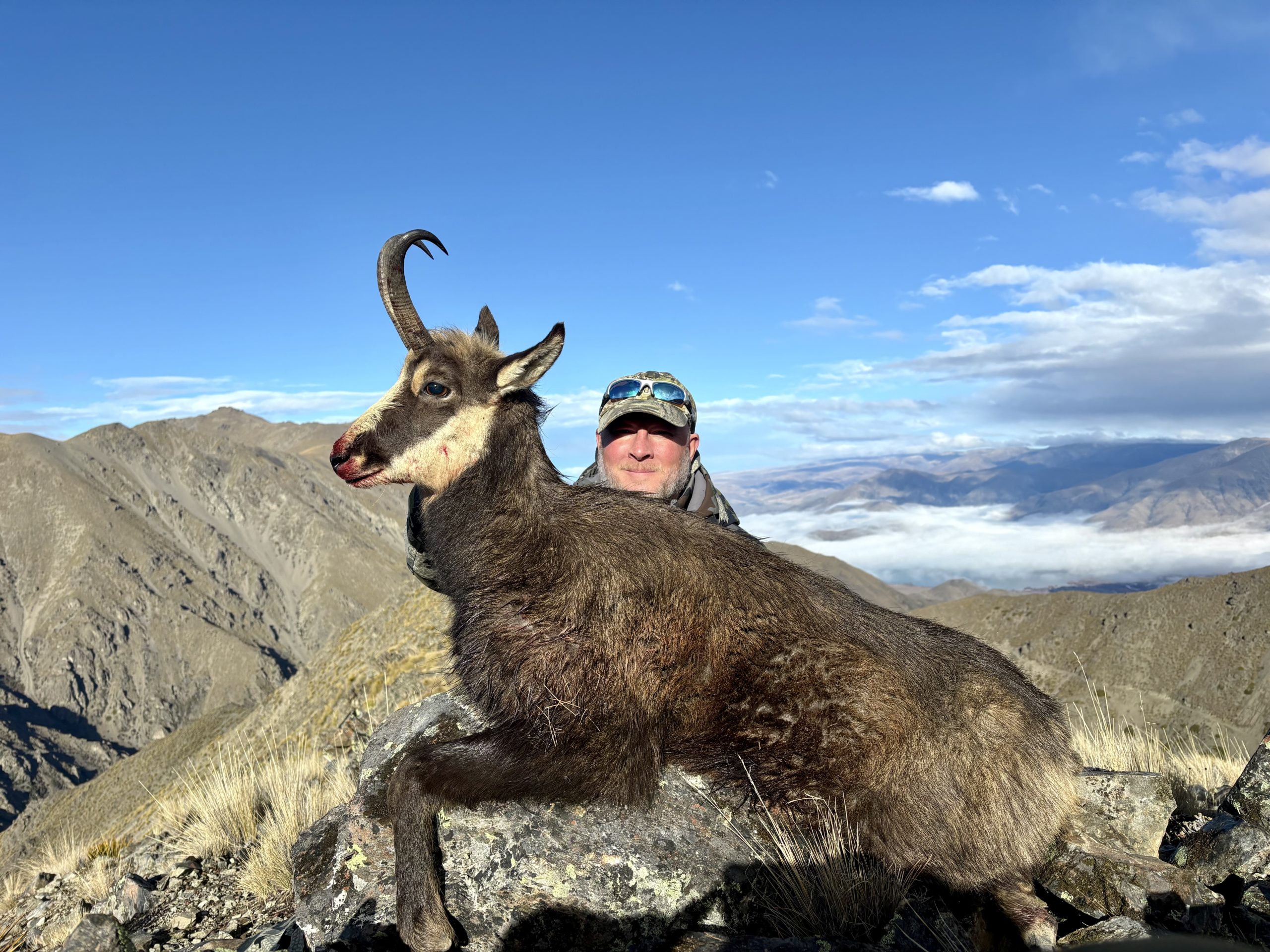 Alpine chamois trophy from the 2026 New Zealand season