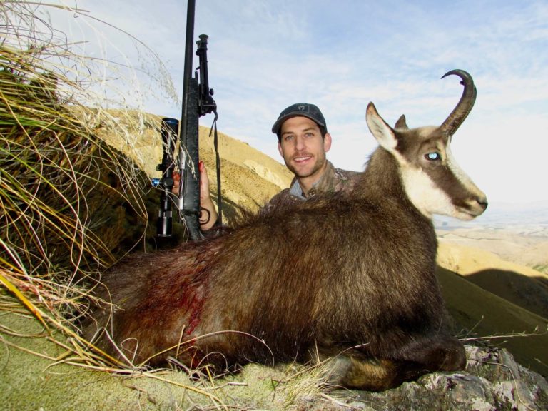 New Zealand chamois, 6 year old buck