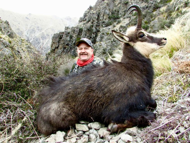 New Zealand chamois trophy, 8.75 inches